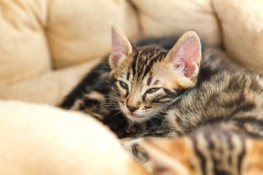 Şirin Bengal 'in yakın plan yüzü. Bir aylık kedi yavrusu, kedinin yastığında yatıyor.