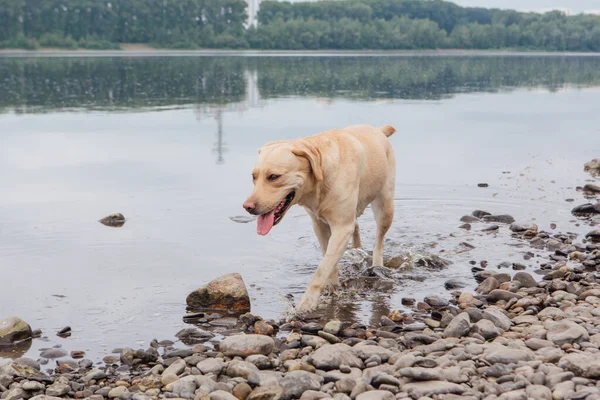 Labrador Retriever perro caminando cerca del río. —  Fotos de Stock