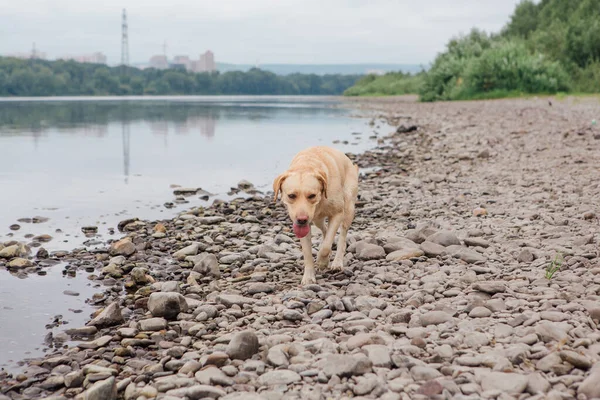 Labrador Retriever perro caminando cerca del río. —  Fotos de Stock