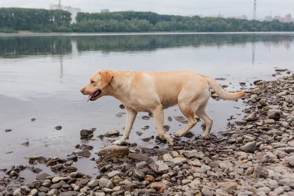 Labrador Retriever perro caminando cerca del río. —  Fotos de Stock