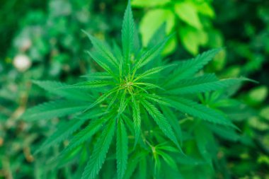 Marihuana çalılarının üzerinde doymuş yapraklar. Üst görünüm