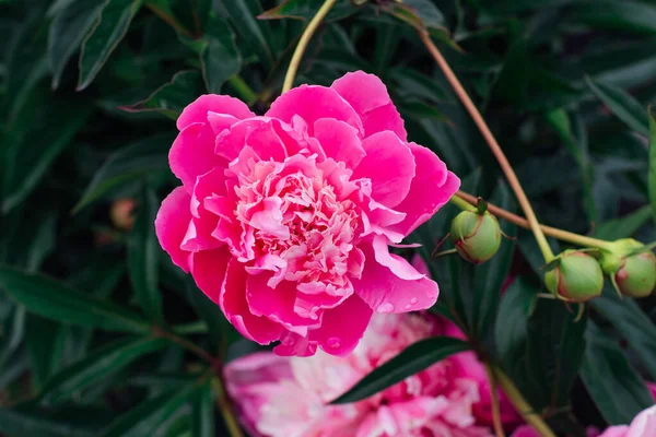 Leuchtend rosa Pfingstrose mit Regentropfen auf den Blütenblättern. — Stockfoto