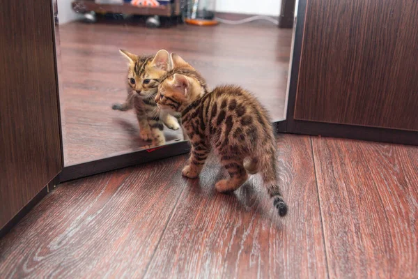 Pouco Bonito Gatinho Bengala Curioso Olhando Para Espelho Wodrobe — Fotografia de Stock