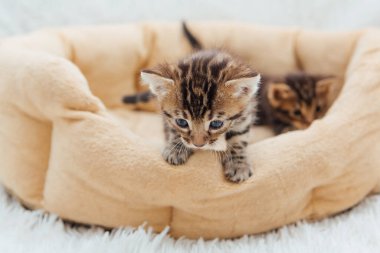 Kedilerin yastığında yatan sevimli Bengal kedilerinin yakın çekim yüzleri.