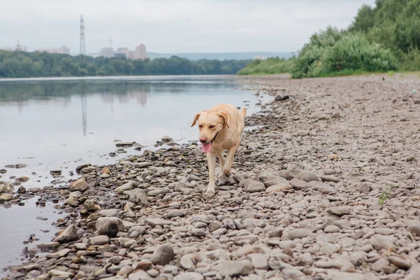 Jovem Bonito Labrador Retriever Cão Andando Perto Rio — Fotografia de Stock