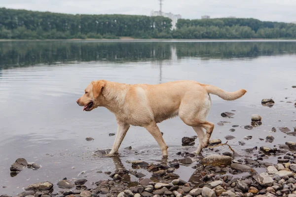 Joven Lindo Perro Labrador Retriever Caminando Cerca Del Río —  Fotos de Stock