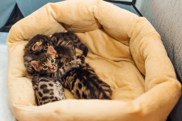 Closee Face Bengal One Month Old Kittens Laying Pillow Copy — Stock Photo, Image