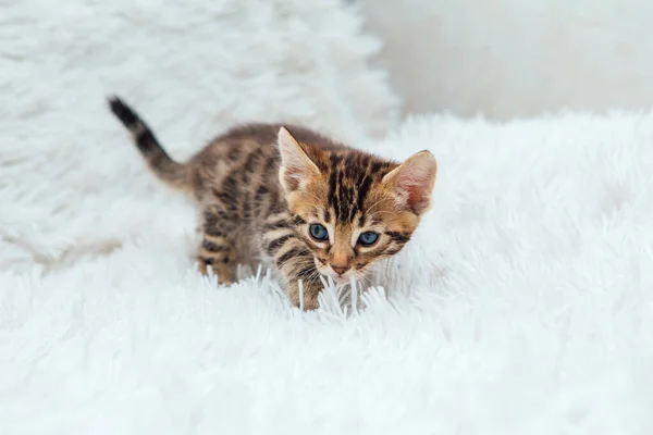 Cute Bengal One Month Old Kitten White Fury Blanket Close — Stock Photo, Image