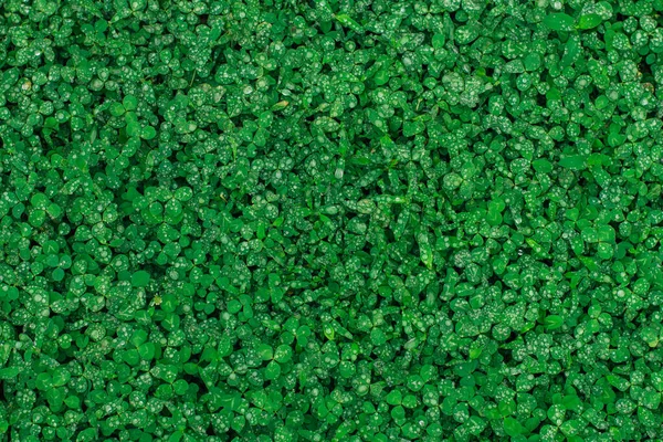 Trevo Grama Natural Verde Com Gotas Chuva Textura Sem Costura — Fotografia de Stock