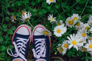 Kırmızı spor ayakkabılı bir kadın ayakkabısı çimlerin üzerinde papatya çiçeği yetiştiriyor. Üst görünüm.