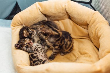 Bengal 'in yakın plan yüzü bir aylık yavru kediler yastığın üzerinde yatıyor. Boşluğu kopyala.