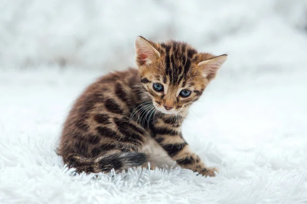 Cute Bengal One Month Old Kitten White Fury Blanket Close — Stock Photo, Image