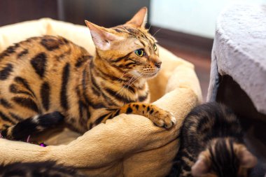 Yastığa uzanmış sevimli Bengal kedisi.