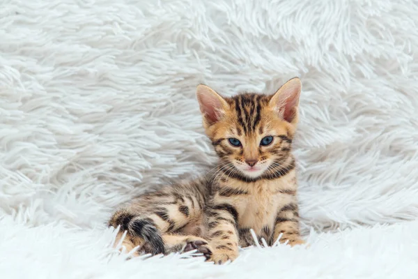 Schattig Bengal Een Maand Oud Kitten Witte Furie Deken Close — Stockfoto