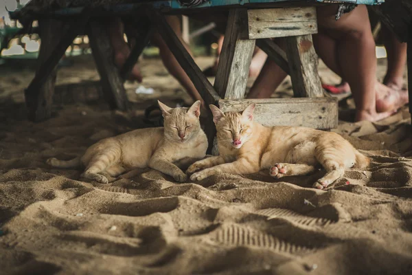 Dos gatos tendidos en la arena — Foto de Stock