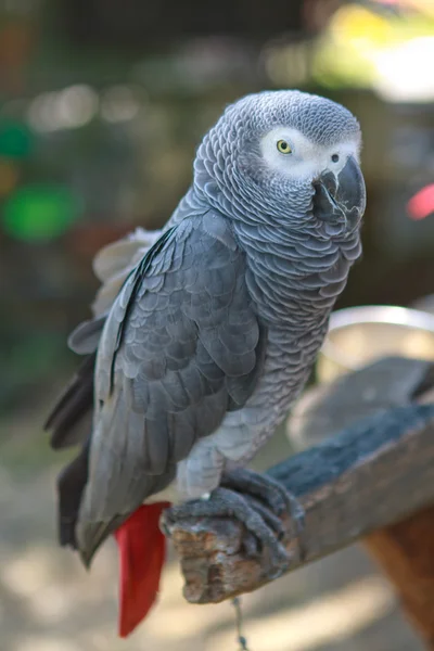 Grande pappagallo — Foto Stock