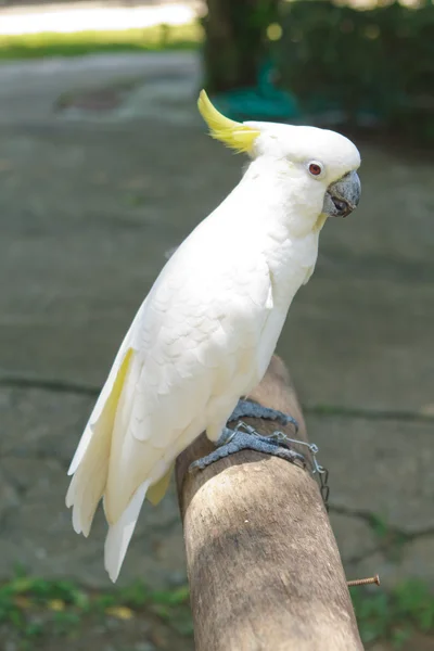 Big parrot — Stock Photo, Image