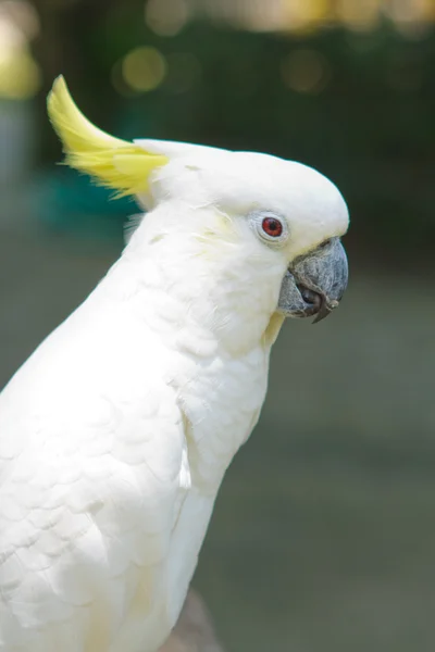 Big parrot — Stock Photo, Image