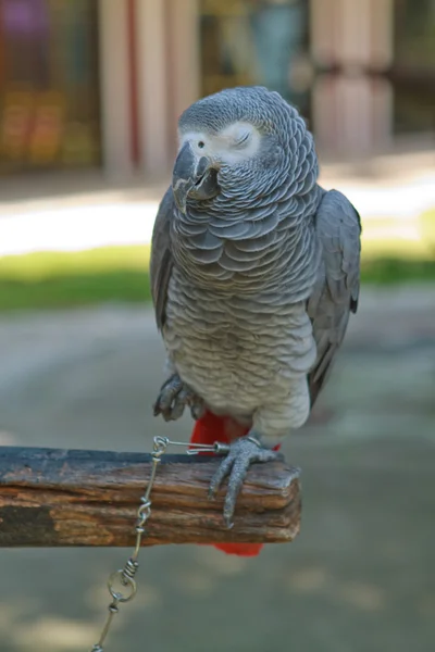 Big parrot — Stock Photo, Image