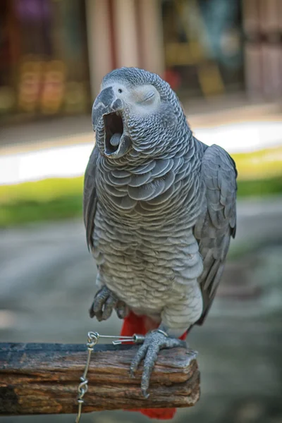 Ziewanie duża papuga — Zdjęcie stockowe