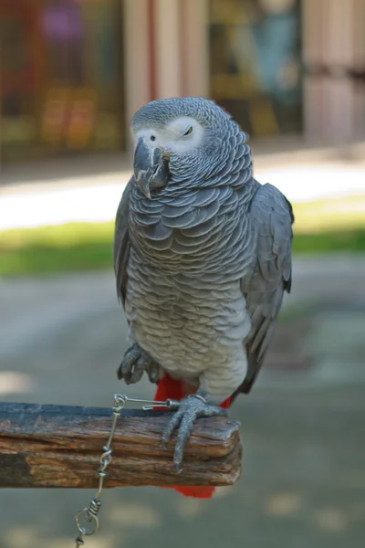 Big parrot — Stock Photo, Image