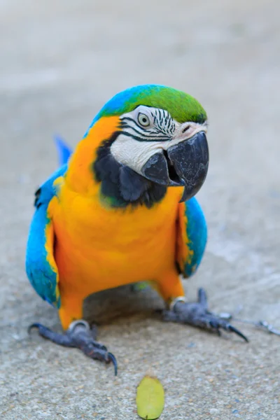Duża papuga — Zdjęcie stockowe