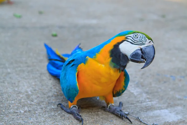 Duża papuga — Zdjęcie stockowe