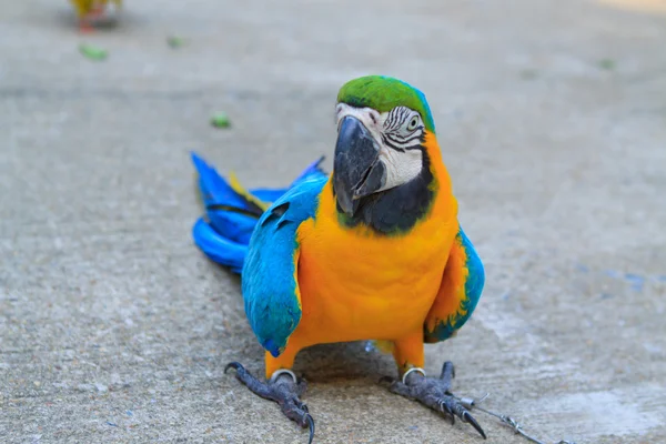 Big parrot — Stock Photo, Image