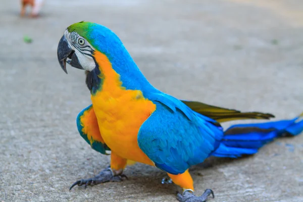 Big parrot — Stock Photo, Image