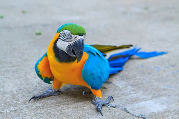 Big parrot — Stock Photo, Image