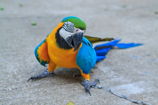 Big parrot — Stock Photo, Image