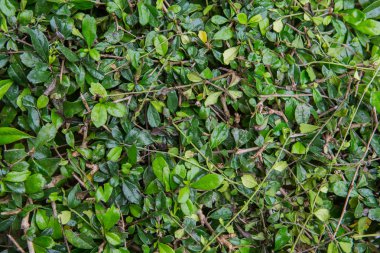 Doğal yeşil yaprak dokusu