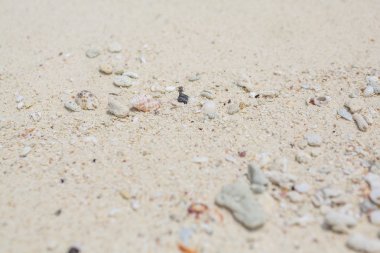 Doku kum, kabukları ve taşlar.