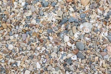 mercan ve shell beach