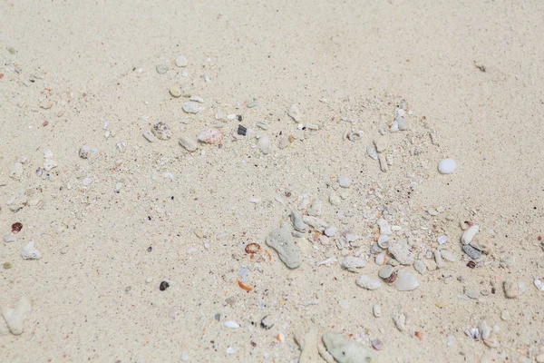 Textur aus Sand, Muscheln und Steinen. — Stockfoto