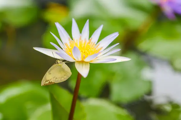 Butterfly on lotus flower. — Stock Photo, Image