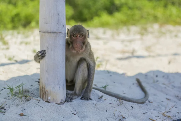 Affe am Ufer. — Stockfoto