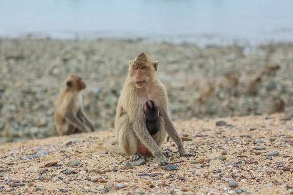 Macaco mangia granchi . — Foto Stock