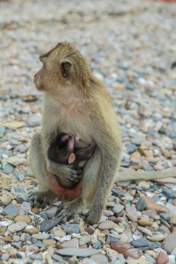 Yengeç yiyen makak.