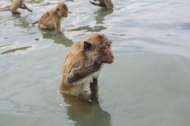 Yüzme Yengeç yiyen makaklar.