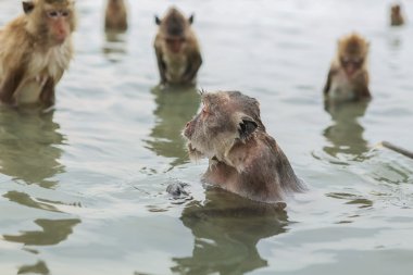 Yüzme Yengeç yiyen makaklar.