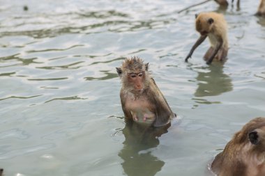 Yüzme Yengeç yiyen makaklar.