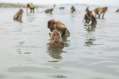 Swimming crab-eating macaques. clipart
