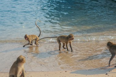 Monkey on the shore. clipart