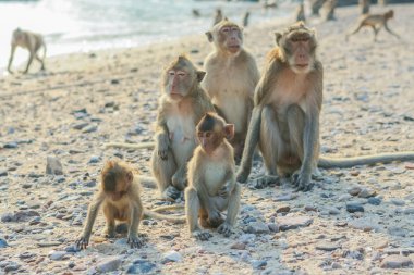 Monkey's Aile sahilde.