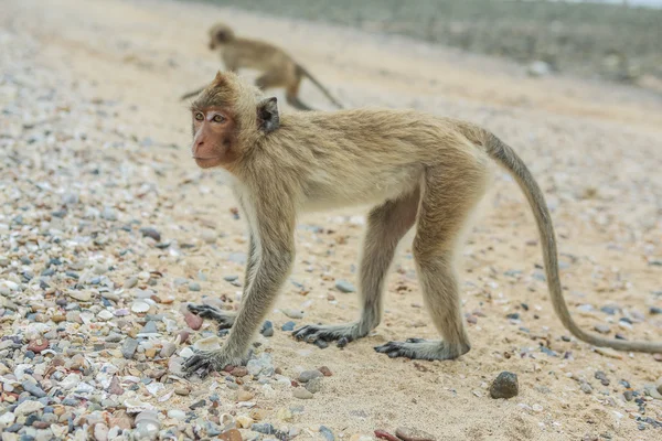 Macaco mangia granchi . — Foto Stock