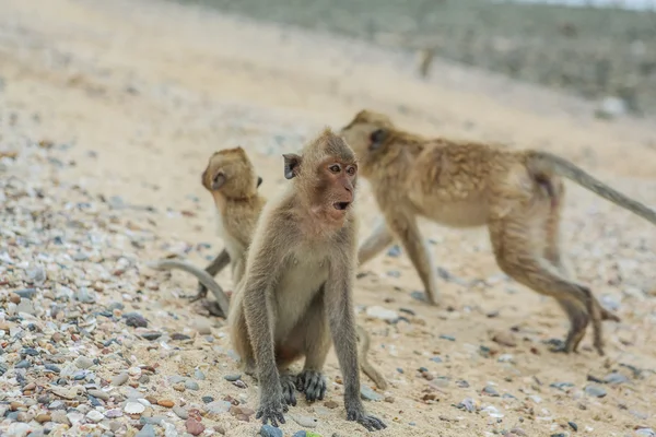 Macaco mangia granchi . — Foto Stock