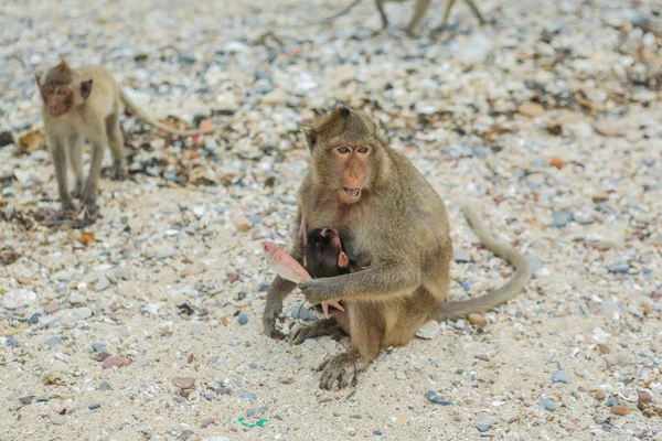 Macaco mangia granchi . — Foto Stock