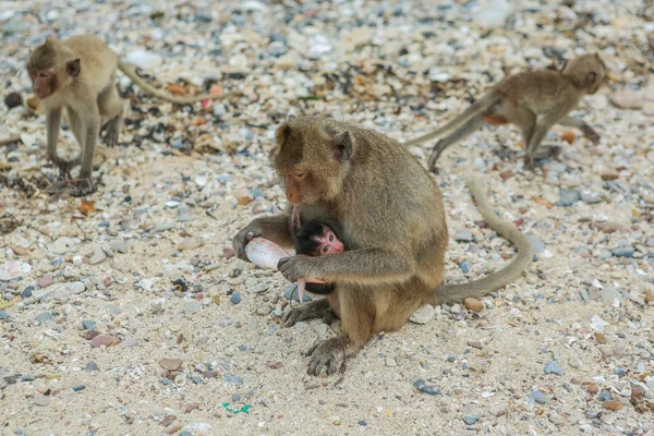 Macaco come cangrejos . — Foto de Stock