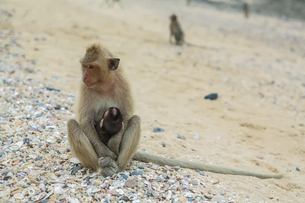 Macaque mangeur de crabes . — Photo